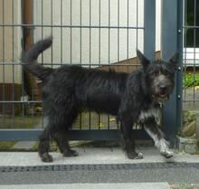 ROSI, Hund, Mischlingshund in Witten - Bild 8