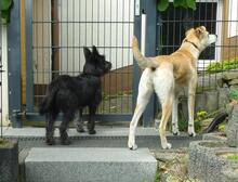 ROSI, Hund, Mischlingshund in Witten - Bild 9