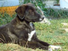 IVY, Hund, Mischlingshund in Schwentinental - Bild 6