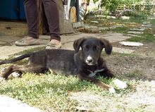 IVY, Hund, Mischlingshund in Schwentinental - Bild 7