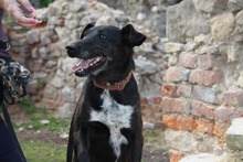 SABIA, Hund, Mischlingshund in Polen - Bild 3