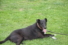 SABIA, Hund, Mischlingshund in Polen - Bild 4