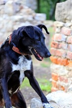 SABIA, Hund, Mischlingshund in Polen - Bild 5