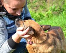 KAJTUS, Hund, Mischlingshund in Polen - Bild 4