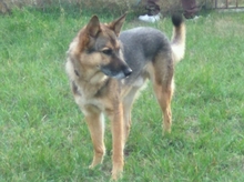 NICO, Hund, Deutscher Schäferhund in Spanien - Bild 6
