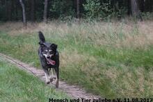 CLOONEY, Hund, Deutscher Schäferhund-Mix in Polen - Bild 2
