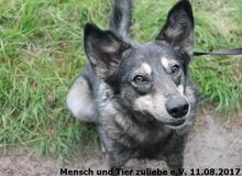 CLOONEY, Hund, Deutscher Schäferhund-Mix in Polen - Bild 3