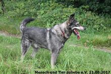 CLOONEY, Hund, Deutscher Schäferhund-Mix in Polen - Bild 4