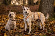 CHILI, Hund, Mischlingshund in Lingen - Bild 4