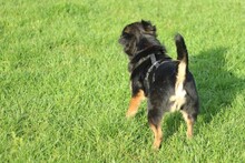 BELLE, Hund, Mischlingshund in Hemmingen - Bild 10