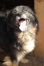 BELLE, Hund, Mischlingshund in Hemmingen - Bild 21
