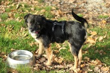 BELLE, Hund, Mischlingshund in Hemmingen - Bild 3