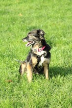 BELLE, Hund, Mischlingshund in Hemmingen - Bild 7