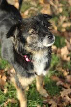 BELLE, Hund, Mischlingshund in Hemmingen - Bild 9