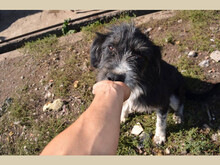 JOJO, Hund, Mischlingshund in Rumänien - Bild 3