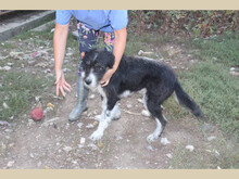 JOJO, Hund, Mischlingshund in Rumänien - Bild 4