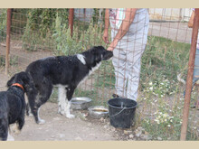 JOJO, Hund, Mischlingshund in Rumänien - Bild 5