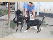 JOJO, Hund, Mischlingshund in Rumänien - Bild 6