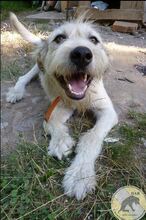 SONNY, Hund, Mischlingshund in Rumänien - Bild 1
