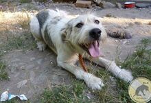 SONNY, Hund, Mischlingshund in Rumänien - Bild 10
