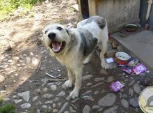 SONNY, Hund, Mischlingshund in Rumänien - Bild 2
