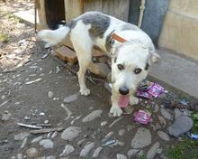 SONNY, Hund, Mischlingshund in Rumänien - Bild 3