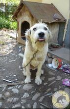 SONNY, Hund, Mischlingshund in Rumänien - Bild 4