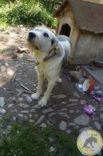 SONNY, Hund, Mischlingshund in Rumänien - Bild 5