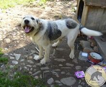 SONNY, Hund, Mischlingshund in Rumänien - Bild 6