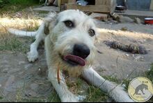 SONNY, Hund, Mischlingshund in Rumänien - Bild 7