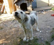 SONNY, Hund, Mischlingshund in Rumänien - Bild 8