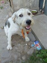 SONNY, Hund, Mischlingshund in Rumänien - Bild 9
