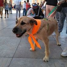 TOM, Hund, Terrier-Mix in Spanien - Bild 3