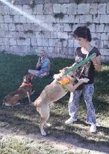 TOM, Hund, Terrier-Mix in Spanien - Bild 5