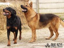 PEGGY, Hund, Rottweiler in Slowakische Republik - Bild 11