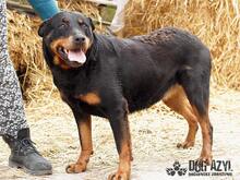 PEGGY, Hund, Rottweiler in Slowakische Republik - Bild 3