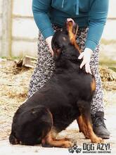 PEGGY, Hund, Rottweiler in Slowakische Republik - Bild 5