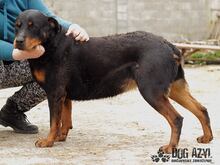 PEGGY, Hund, Rottweiler in Slowakische Republik - Bild 6