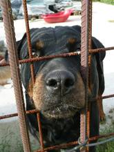 PEGGY, Hund, Rottweiler in Slowakische Republik - Bild 7