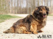 RONNY, Hund, Mischlingshund in Slowakische Republik - Bild 1