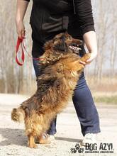RONNY, Hund, Mischlingshund in Slowakische Republik - Bild 10