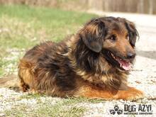 RONNY, Hund, Mischlingshund in Slowakische Republik - Bild 2