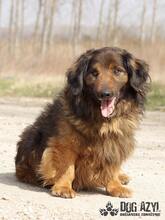 RONNY, Hund, Mischlingshund in Slowakische Republik - Bild 4
