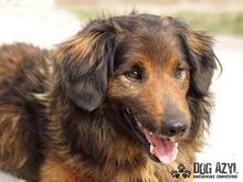 RONNY, Hund, Mischlingshund in Slowakische Republik - Bild 5