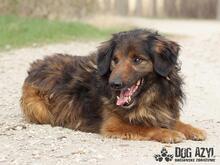 RONNY, Hund, Mischlingshund in Slowakische Republik - Bild 6