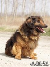 RONNY, Hund, Mischlingshund in Slowakische Republik - Bild 7