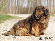 RONNY, Hund, Mischlingshund in Slowakische Republik - Bild 8