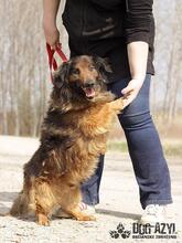 RONNY, Hund, Mischlingshund in Slowakische Republik - Bild 9