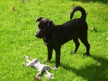 DASHA, Hund, Mischlingshund in Oppenheim - Bild 5