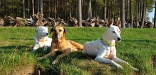 EIMY, Hund, Mischlingshund in Hilpoltstein - Bild 12